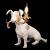 Настольная лампа Loft IT Dog 10312 Grey Настольная лампа Loft IT Dog 10312 Grey